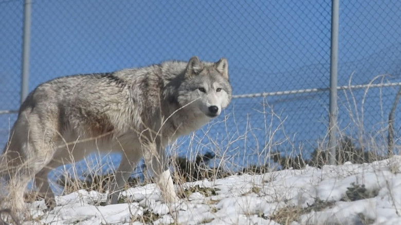 кадр из фильма The First Canines