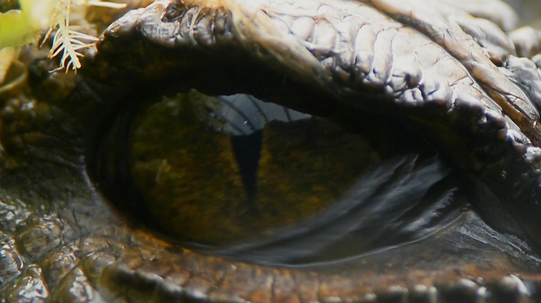 кадр из фильма Attenborough and the Sea Dragon