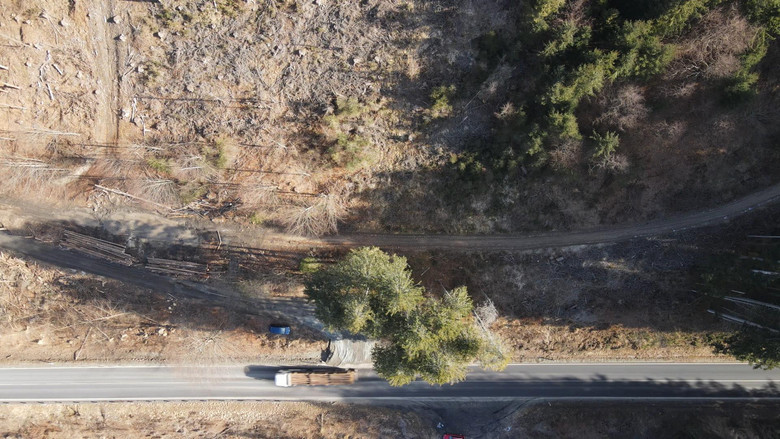 кадр из фильма Hlas lesa