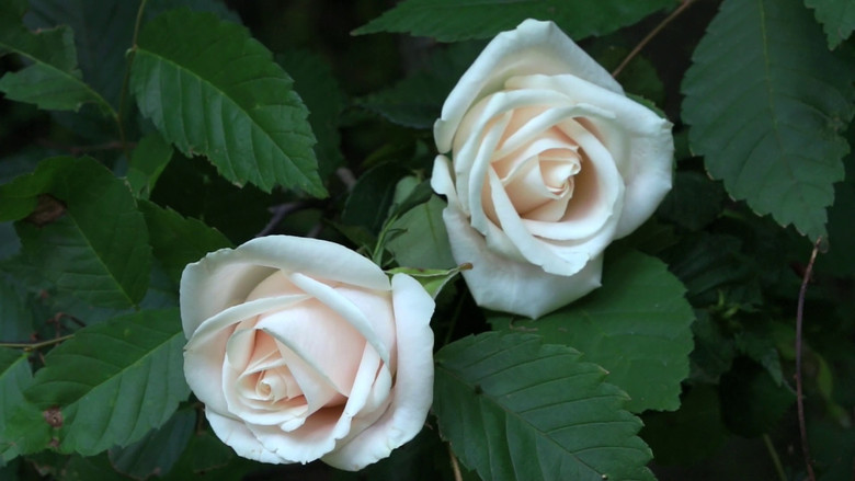 кадр из фильма BluScenes: Flowering Gardens