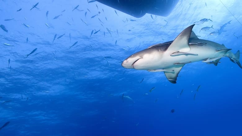 кадр из фильма Спасённые от акул