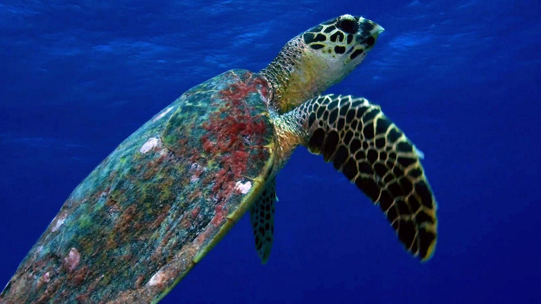 кадр из фильма L'oasis de corail des Tuamotu