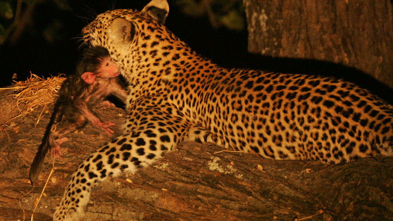 кадр из фильма Глаз леопарда