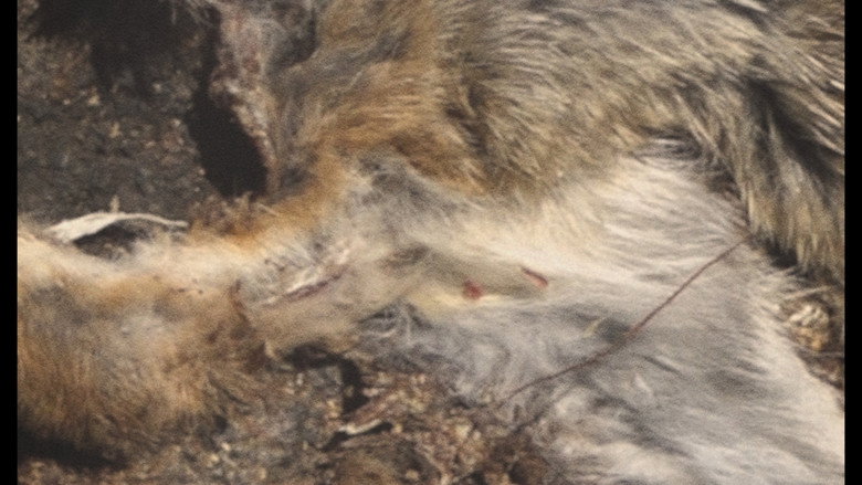 кадр из фильма Roadkill