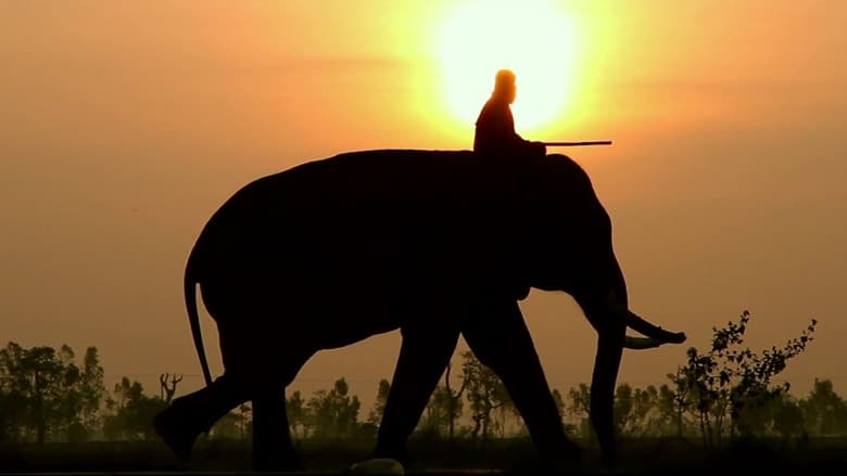 кадр из фильма When Elephants Were Young