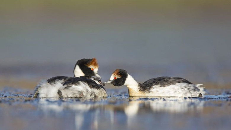 кадр из фильма El Ocaso del Macá Tobiano