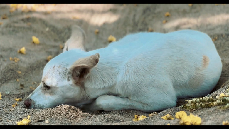 кадр из фильма KaaKaa Pee - Short Film