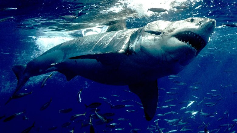 кадр из фильма Orca Vs. Great White