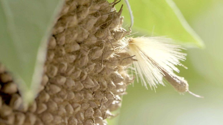 кадр из фильма Le Peuple des airs