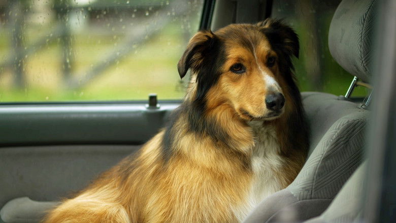 кадр из фильма Best Friend from Heaven