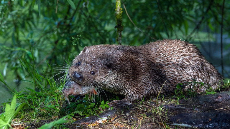 кадр из фильма Tiere ohne Grenzen