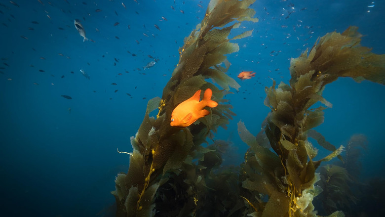 кадр из фильма The Map to Paradise