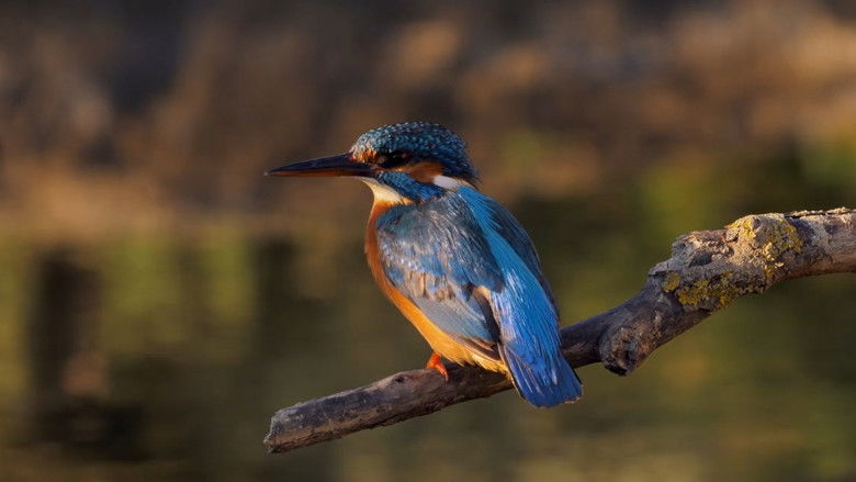 кадр из фильма Naturens jegere