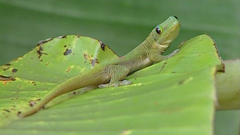 кадр из фильма Mayotte - L'Île De La Lune