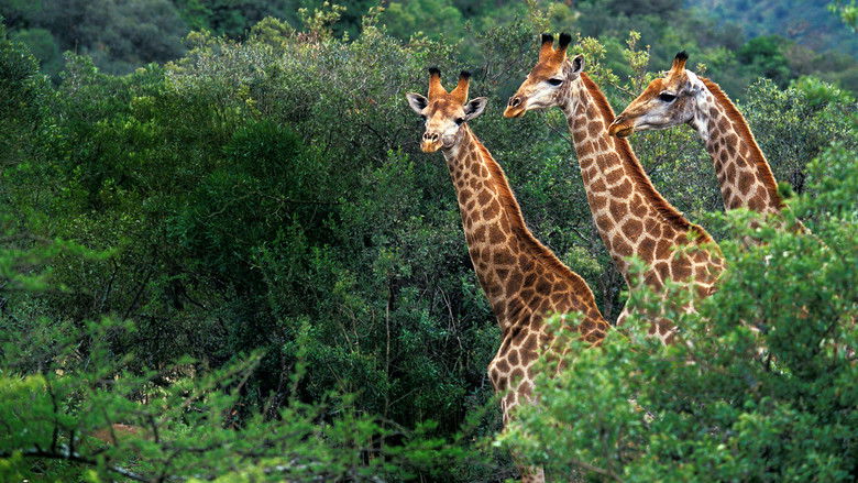 кадр из фильма Giraffe: African Giant