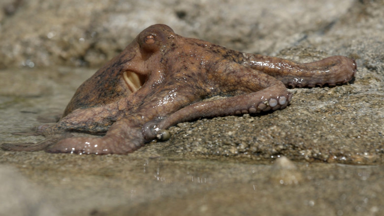 кадр из фильма Le grand cirque des marées