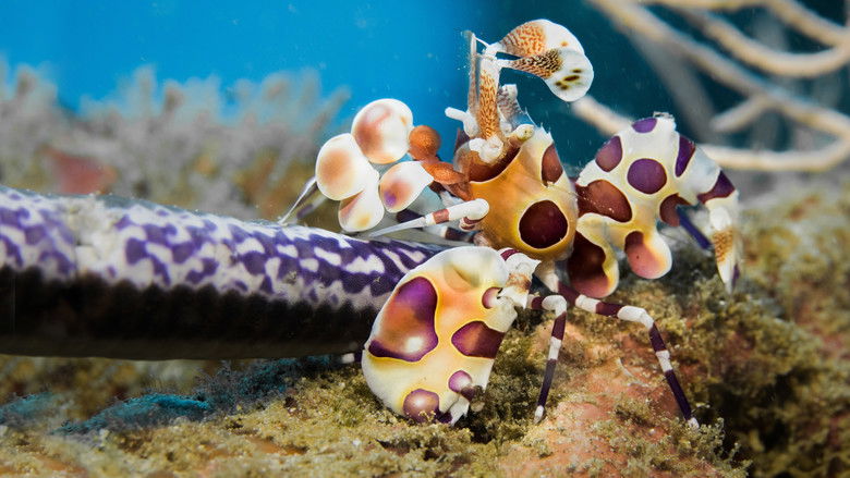 кадр из фильма Untamed Costa Rica with Filipe DeAndrade