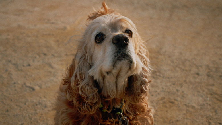 кадр из фильма Dog in Translation