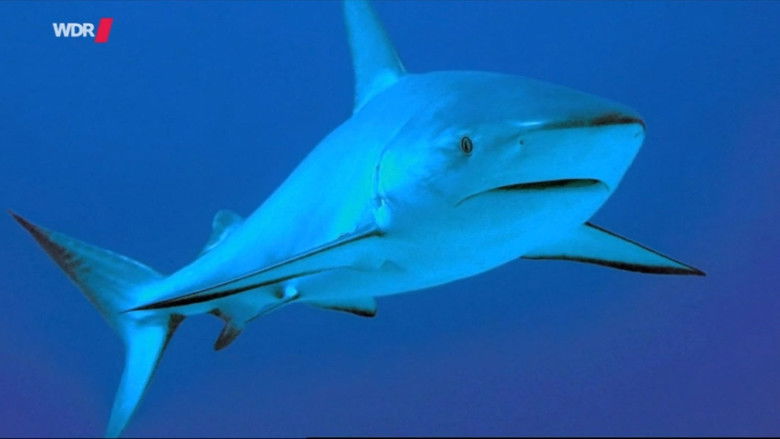 кадр из фильма Natural Killers - Auf der Suche nach Haien