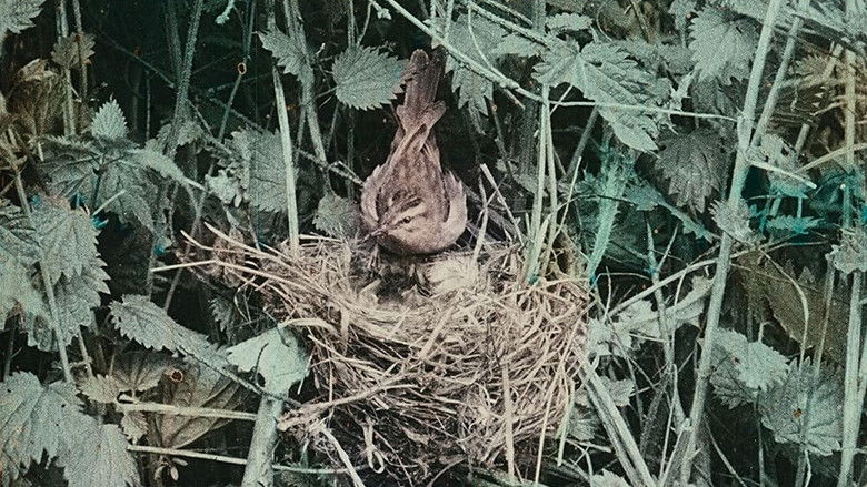 кадр из фильма Les oiseaux chez eux