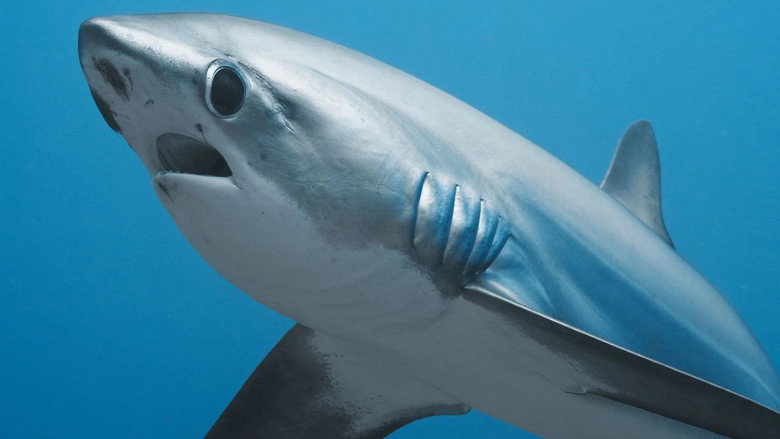 кадр из фильма ENTRETIEN AVEC UN REQUIN