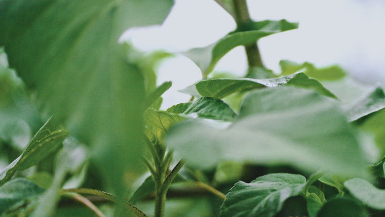 кадр из фильма Grow a Better Dallas