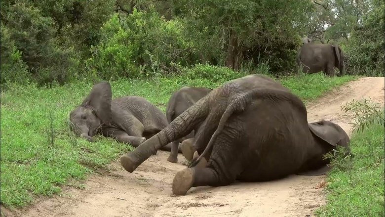 кадр из фильма La défonce des animaux