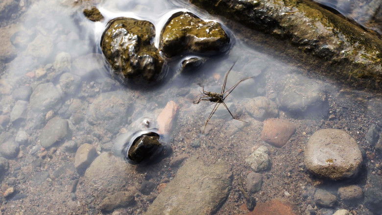 кадр из фильма Empty Feet & Fireflies