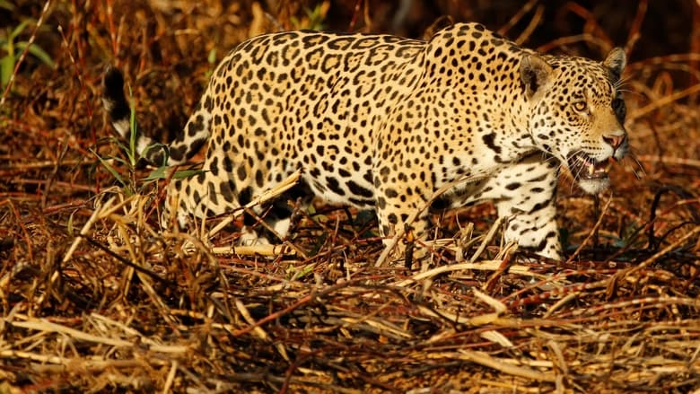 кадр из фильма Jaguaretê-Avá: Pantanal em Chamas