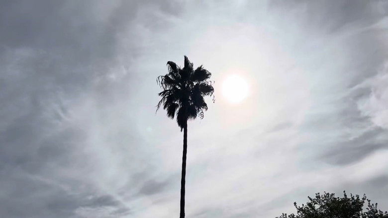 кадр из фильма Tree