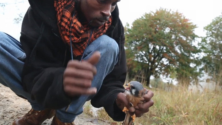 кадр из фильма The Falconer