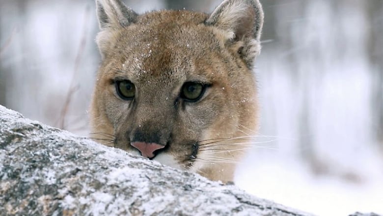 кадр из фильма Puma, le fantôme du Gévaudan