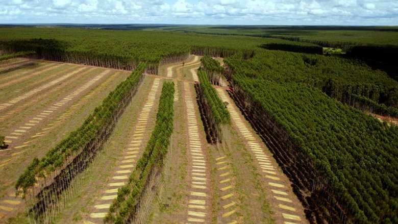 кадр из фильма Planter à tout prix - Des arbres pour sauver la planète ?