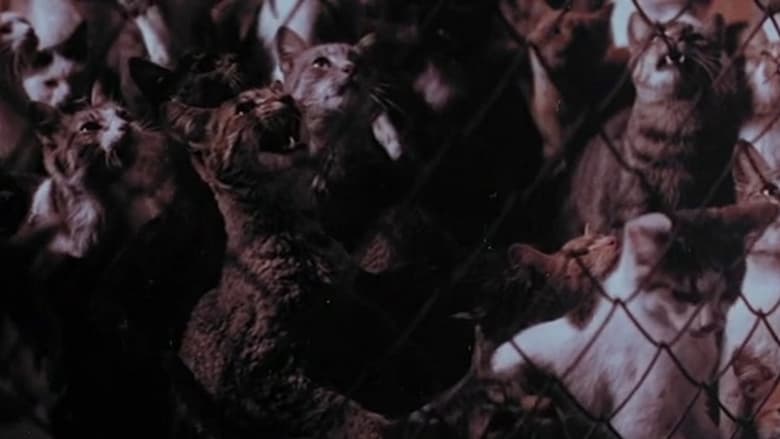 кадр из фильма La noche de los mil gatos