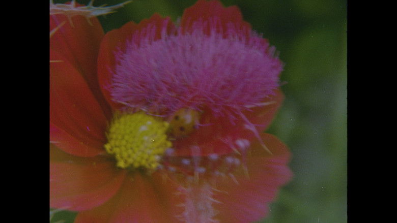 кадр из фильма Ahora y en la hora de nuestra muerte