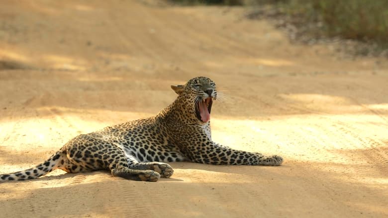 кадр из фильма Sri Lanka: Leopard Dynasty