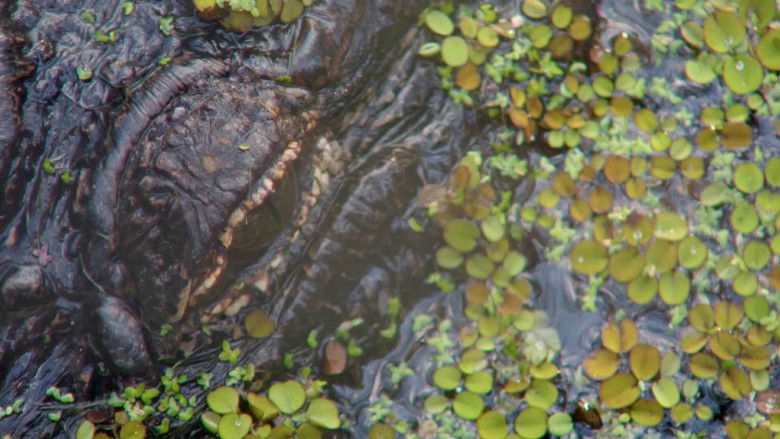 кадр из фильма Halpate