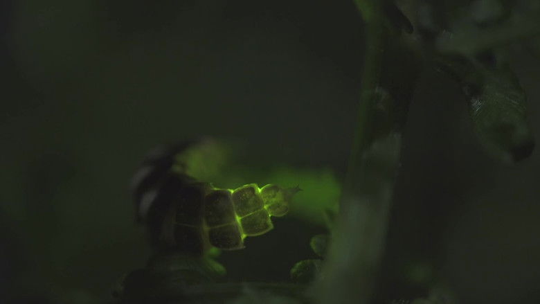 кадр из фильма La Nuit des Animaux