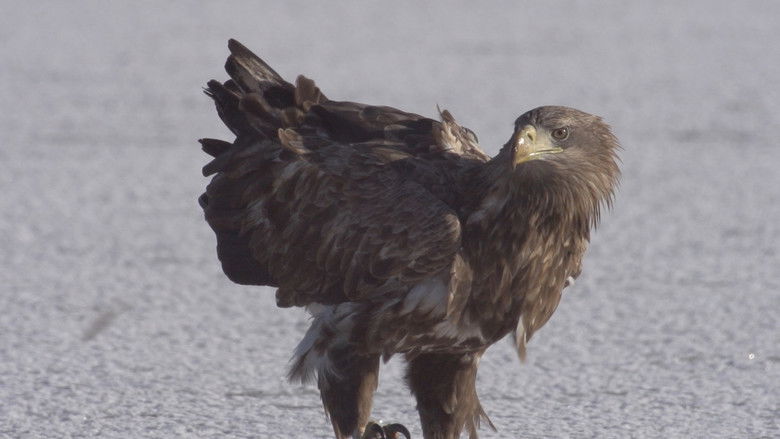 кадр из фильма Vad Kunság – A Puszta rejtett élete