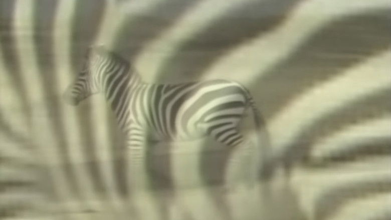 кадр из фильма アフリカ動物パズル