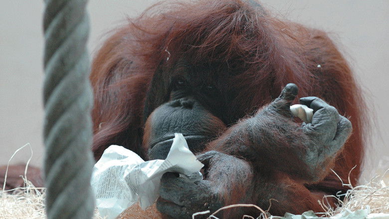 кадр из фильма Nénette