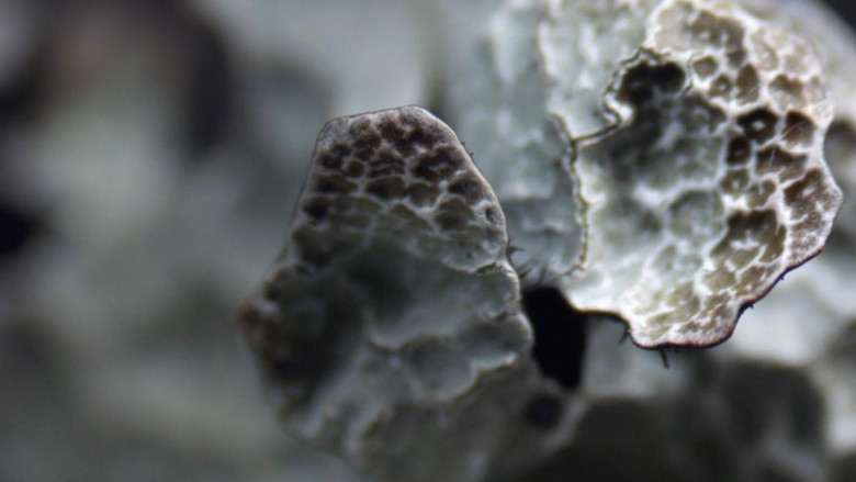 кадр из фильма Lavsang - Song of the Lichens