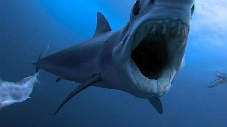 кадр из фильма Shark Vs Predator