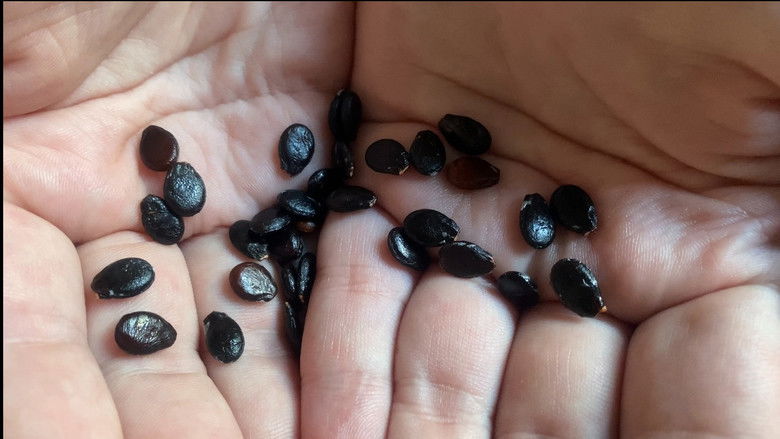 кадр из фильма Дај ми да ти љубим очи: Како запамтити људе из снова