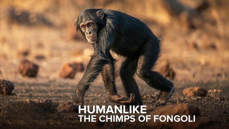 кадр из фильма Humanlike - The Chimps of Fongoli