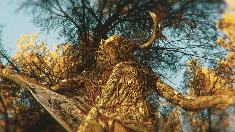 кадр из фильма La Bestia en el Bosque