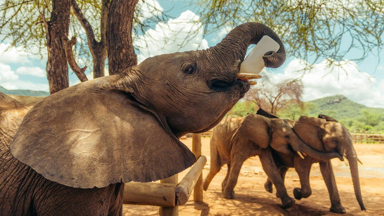 кадр из фильма Becoming Elephant: The Orphans of Reteti