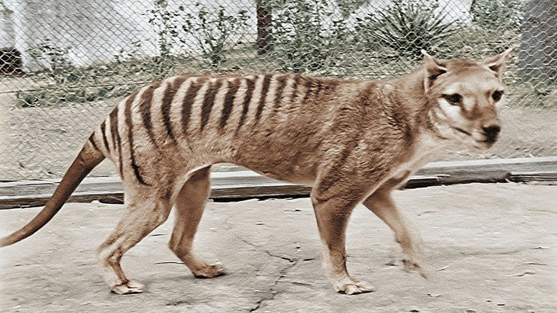 Tasmanian Tiger in Colour
