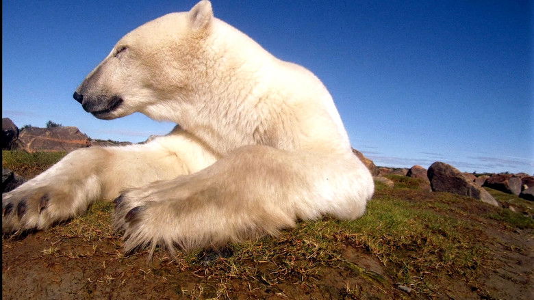 кадр из фильма Polar Bears: Ice Bear