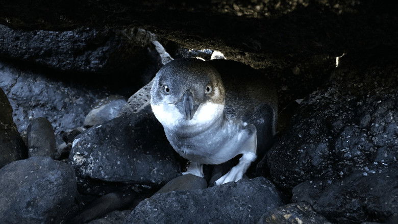 кадр из фильма Kororā: Little Blue Penguin